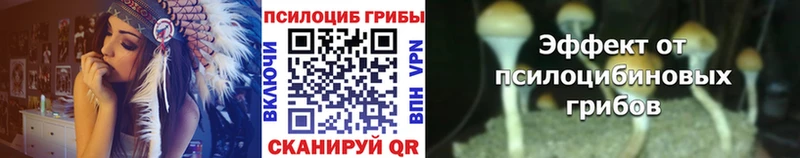 дарнет шоп  Высоцк  Псилоцибиновые грибы Psilocybe 